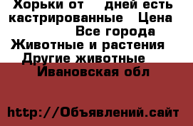   Хорьки от 35 дней есть кастрированные › Цена ­ 2 000 - Все города Животные и растения » Другие животные   . Ивановская обл.